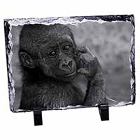Baby Mountain Gorilla, Stunning Photo Slate Printed Full Colour - Advanta Group®
