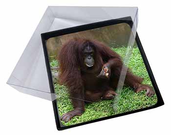4x Orangutan Picture Table Coasters Set in Gift Box