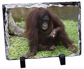 Orangutan, Stunning Photo Slate