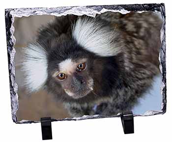 Marmoset Monkey, Stunning Photo Slate