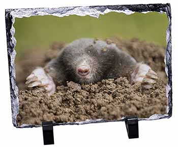 Garden Mole, Stunning Photo Slate