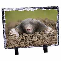 Garden Mole, Stunning Animal Photo Slate