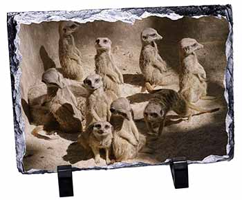 Meerkats, Stunning Photo Slate