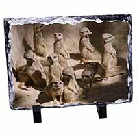 Meerkats, Stunning Photo Slate