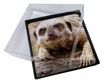 4x Cheeky Meerkat Picture Table Coasters Set in Gift Box
