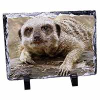 Cheeky Meerkat, Stunning Animal Photo Slate
