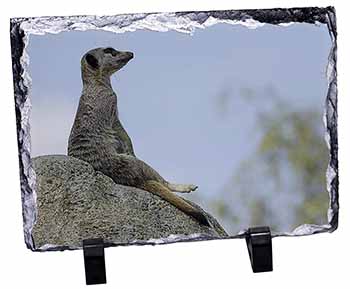 Meerkat, Stunning Photo Slate