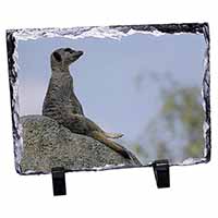 Meerkat, Stunning Photo Slate Printed Full Colour - Advanta Group®