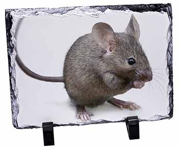 House Mouse, Stunning Photo Slate