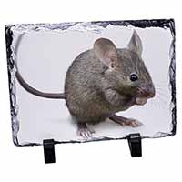House Mouse, Stunning Animal Photo Slate