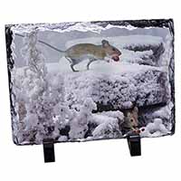 Field Mice, Snow Mouse, Stunning Photo Slate