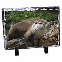 River Otter, Stunning Photo Slate