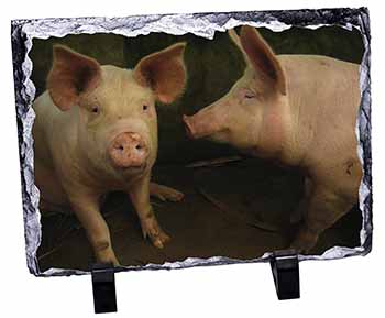 Pigs in Sty, Stunning Photo Slate