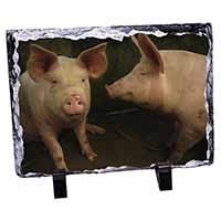 Pigs in Sty, Stunning Photo Slate