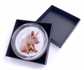Cute Pink Pig Glass Paperweight in Gift Box