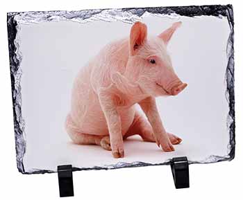 Cute Pink Pig, Stunning Photo Slate