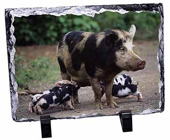Mother and Piglets, Stunning Photo Slate