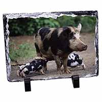 Mother and Piglets, Stunning Photo Slate