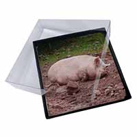 4x Sleeping Pig Print Picture Table Coasters Set in Gift Box