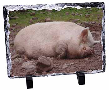 Sleeping Pig Print, Stunning Photo Slate