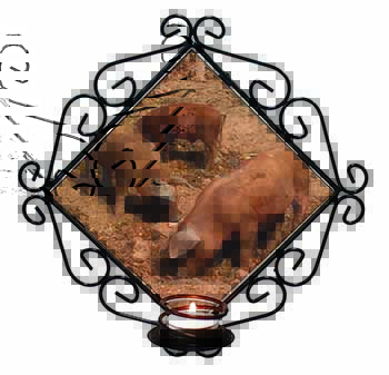 New Baby Pigs Wrought Iron Wall Art Candle Holder