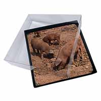 4x New Baby Pigs Picture Table Coasters Set in Gift Box