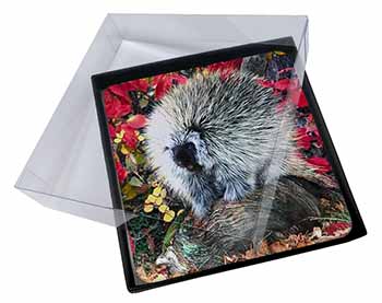 4x Porcupine Wildlife Print Picture Table Coasters Set in Gift Box