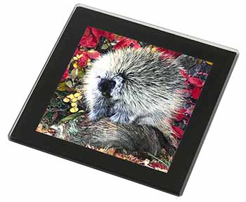 Porcupine Wildlife Print Black Rim High Quality Glass Coaster