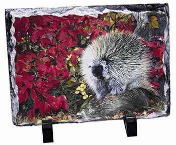 Porcupine Wildlife Print, Stunning Photo Slate