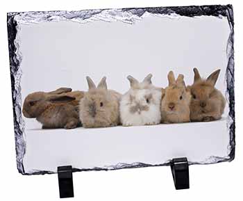 Cute Rabbits, Stunning Photo Slate