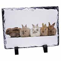 Cute Rabbits, Stunning Photo Slate