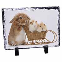 Rabbit and Guinea Pigs, Stunning Photo Slate