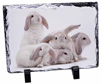 Cute White Rabbits, Stunning Photo Slate