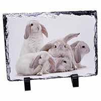 Cute White Rabbits, Stunning Photo Slate