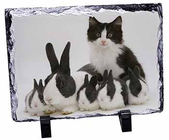 Belgian Dutch Rabbits and Kitten, Stunning Photo Slate