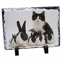 Belgian Dutch Rabbits and Kitten, Stunning Photo Slate