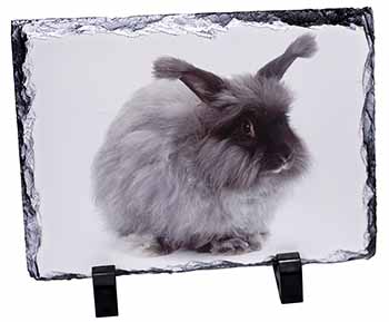 Silver Angora Rabbit, Stunning Photo Slate