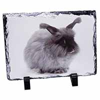 Silver Angora Rabbit, Stunning Photo Slate