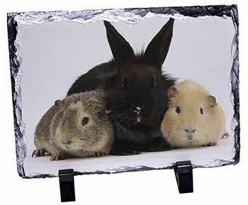 Rabbit and Guinea Pigs Print, Stunning Photo Slate