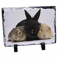 Rabbit and Guinea Pigs Print, Stunning Photo Slate