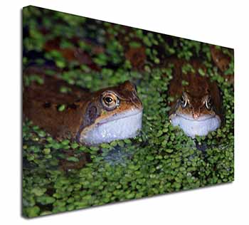 Pond Frogs Canvas X-Large 30"x20" Wall Art Print