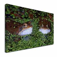 Pond Frogs Canvas X-Large 30"x20" Wall Art Print
