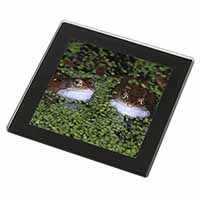 Pond Frogs Black Rim High Quality Glass Coaster