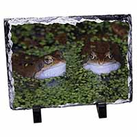 Pond Frogs, Stunning Animal Photo Slate