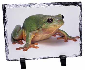 Tree Frog Reptile, Stunning Photo Slate