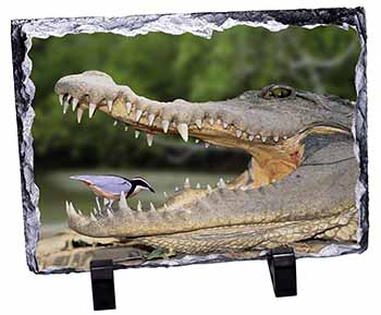Nile Crocodile, Bird in Mouth, Stunning Photo Slate