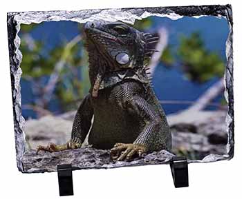 Lizard, Stunning Photo Slate