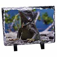 Lizard, Stunning Photo Slate