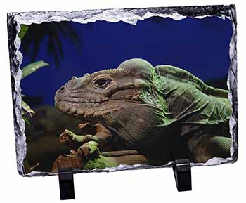 Iguana Lizard, Stunning Photo Slate