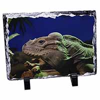 Iguana Lizard, Stunning Photo Slate Printed Full Colour - Advanta Group®